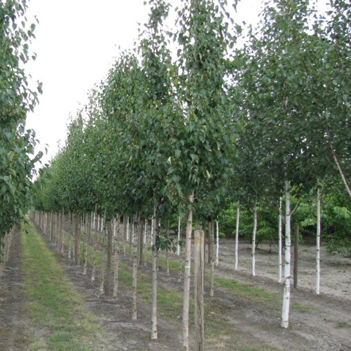 Goudberk (Betula ermanii 'Holland')