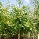 Zwarte berk (Betula nigra)