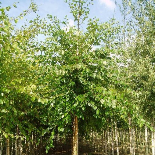 Zwarte berk (Betula nigra)