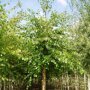 Zwarte berk (Betula nigra)