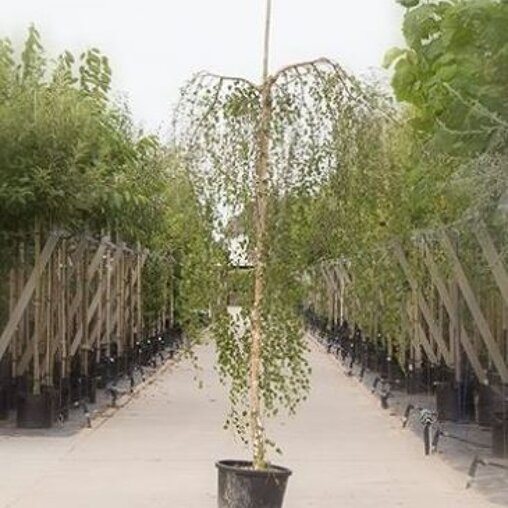 Betula pendula 'Youngii'