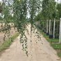 Betula pendula 'Youngii'
