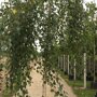 Betula pendula 'Youngii'