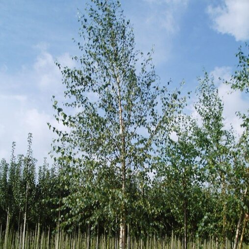 Ruwe berk (Betula pendula)