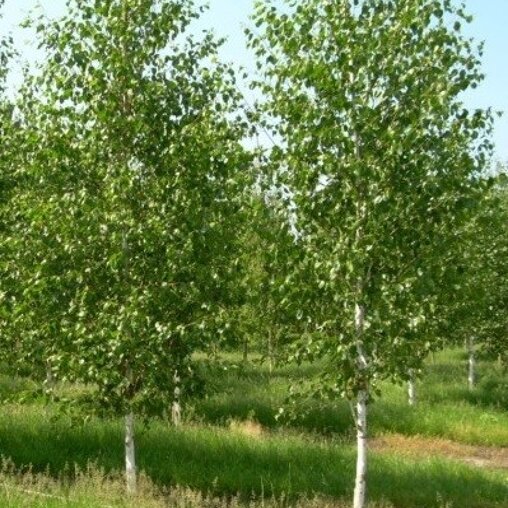 Himalaya berk (Betula utilis 'Doorenbos')