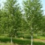 Himalaya berk (Betula utilis 'Doorenbos')