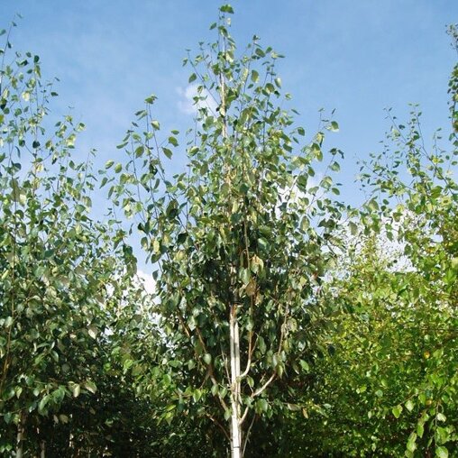 Witte himalaya berk (Betula utilis 'Jacquemontii')