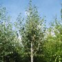 Witte himalaya berk (Betula utilis 'Jacquemontii')