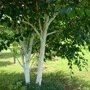 Witte himalaya berk (Betula utilis 'Jacquemontii')