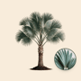 Bismarck palm