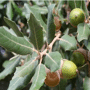 Lei eik (Quercus ilex)