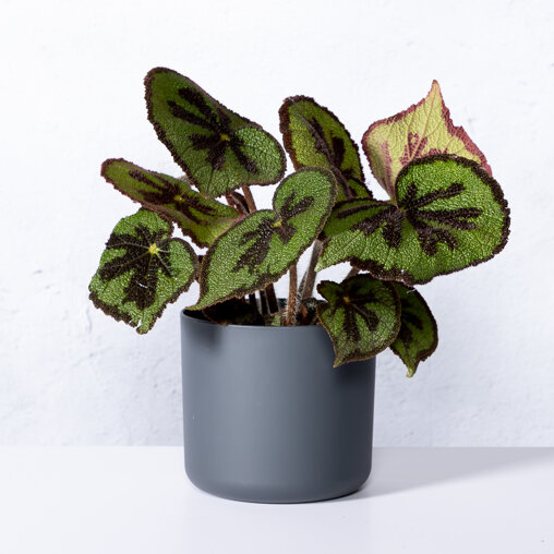 Bladbegonia in Elho pot