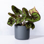 Bladbegonia in Elho pot