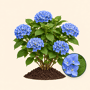 Boerenhortensia blauw
