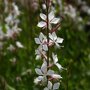 Gaura lindheimeri 'Whirling Butterflies' bloemen
