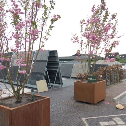 Japanse sierkers meerstammig