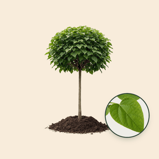 Bol Catalpa