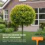 Bol veldesdoorn