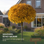 Bol veldesdoorn