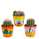 Bolcactus mix 3 stuks in Mexicaanse 8,5 cm pot