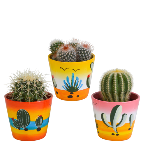 Bolcactus mix 3 stuks in Mexicaanse 8,5 cm pot