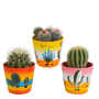 Bolcactus mix 3 stuks in Mexicaanse 8,5 cm pot