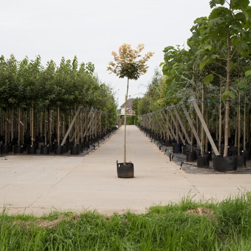 Gele bol Esdoorn (Acer ps. 'Brilliantissimum')