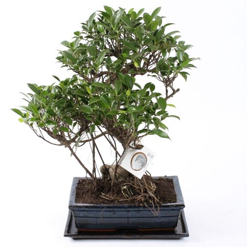 Bonsai Ficus S-vorm 30 cm