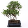 Bonsai Ficus S-vorm 30 cm