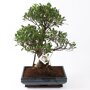Bonsai Ficus S-vorm 35 cm