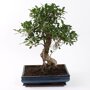 Bonsai Ficus S-vorm 40 cm