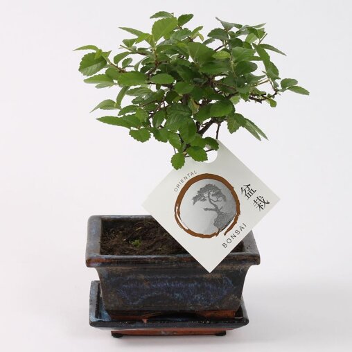 Bonsai 'Zelkova' bolvorm 12 cm