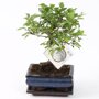 Bonsai 'Zelkova' bolvorm 15 cm