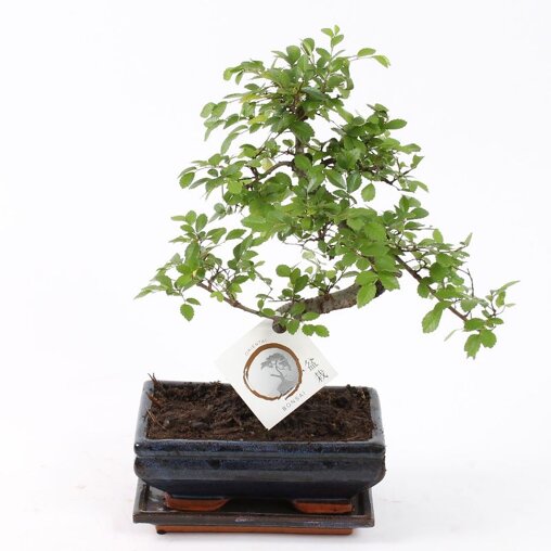 Bonsai 'Zelkova' S-vorm 20 cm