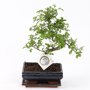 Bonsai 'Zelkova' S-vorm 20 cm