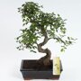 Bonsai 'Zelkova' S-vorm 25 cm