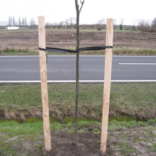 Boompalen set palen + 2 boombanden) kopen? Tuincentrum.nl bezorgt Snel in huis Advies voor en na aankoop