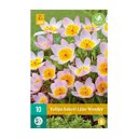 Botanische tulpenbollen Lilac Wonder (zakje van 10 stuks)