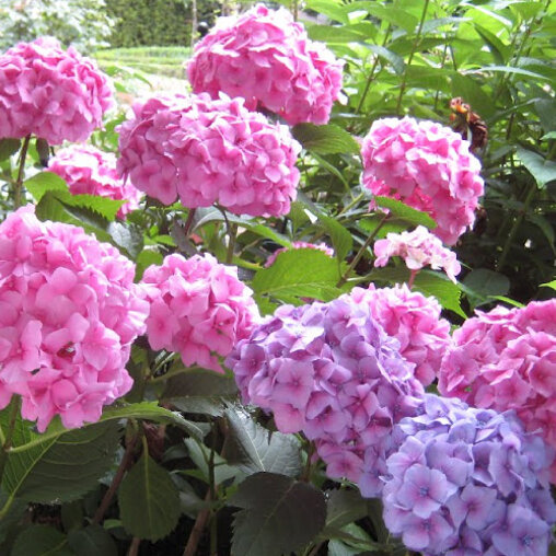 Hydrangea macrophylla 'Bouquet Rose'