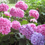 Hydrangea macrophylla 'Bouquet Rose'