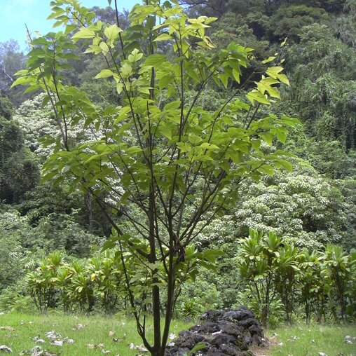 Papier moerbei (Broussonetia papyrifera)