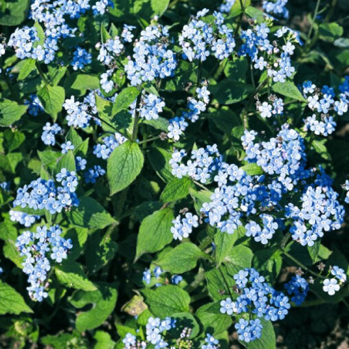 Kaukasische vergeet-mij-niet detail