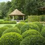 Buxus bol