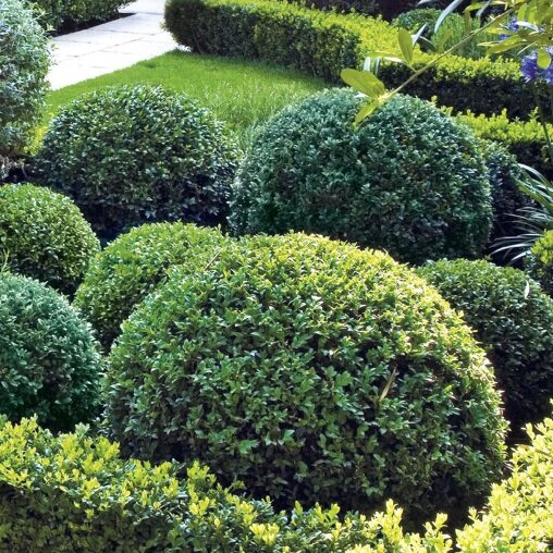 Buxus bol