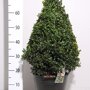 Buxus kegel