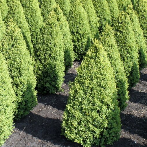 Buxus kegel