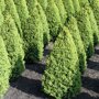 Buxus kegel