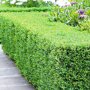 Buxushaag (Buxus sempervirens)