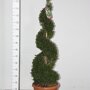 Buxus spiraal