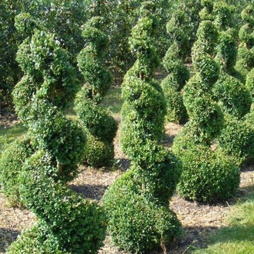 Buxus spiraal